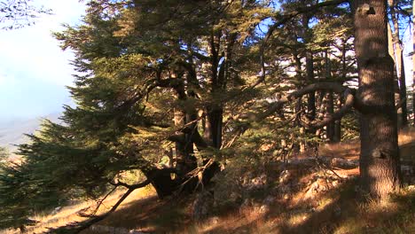 The-sun-shines-through-a-grove-of-cedar-trees-of-Lebanon-2