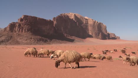 Ovejas-Y-Cabras-Son-Guiadas-En-La-Distancia-Por-Un-Pastor-Beduino-En-Wadi-Rum-Jordania