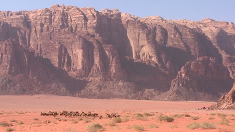 Ovejas-Y-Cabras-Son-Guiadas-En-La-Distancia-Por-Un-Pastor-Beduino-En-Wadi-Rum-Jordan-1