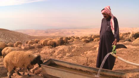 Un-Beduino-Proporciona-Agua-Preciosa-Para-Sus-Rebaños-En-Las-Montañas-Del-Desierto-Seco-De-La-Tierra-Santa