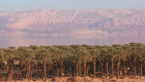 Date-grove-palm-trees-grow-along-the-shore-of-the-Dead-Sea-Israel