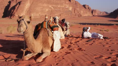 Un-Beduino-Descansa-Con-Sus-Camellos-En-El-Desierto-De-Arabia-Saudita-De-Wadi-Rum-Jordania