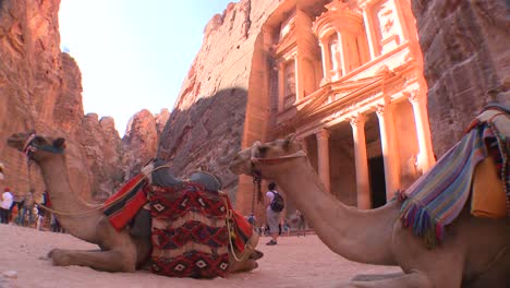 Los-Camellos-Se-Sientan-Frente-Al-Edificio-Del-Tesoro-En-Las-Antiguas-Ruinas-Nabateas-De-Petra-Jordania