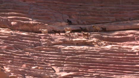Ovejas-Y-Cabras-Caminan-Alrededor-Del-Antiguo-Anfiteatro-En-Petra-Jordan-2