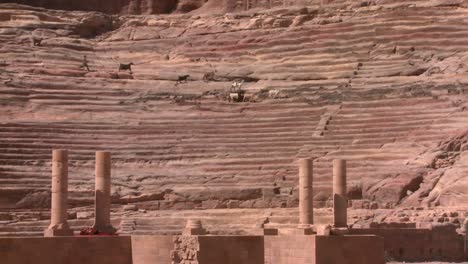 Ovejas-Y-Cabras-Caminan-Por-El-Antiguo-Anfiteatro-En-Petra-Jordan-3
