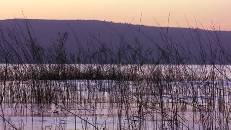 Beautiful-grasses-grow-in-the-Sea-Of-Galilee-in-the-glow-of-sunset