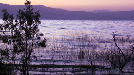 Beautiful-grasses-grow-in-the-Sea-Of-Galilee-in-the-glow-of-sunset-3