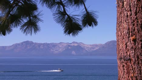 Ein-Blick-Durch-Kiefernnadeln-Auf-Das-Wasser-Des-Lake-Tahoe-Nevada