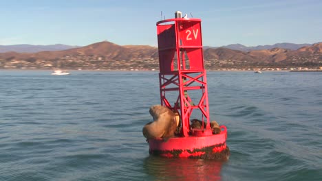 Harbor-seals-rest-on-a-buoy-off-the-coast-of-Santa-Barbara-California