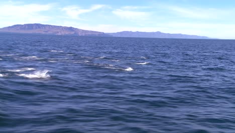 Eine-Gruppe-Von-Delfinen-Tummelt-Sich-Vor-Der-Küste-Von-Santa-Barbara-Kalifornien,-Gesehen-Von-Einem-Boot-In-Der-Nähe