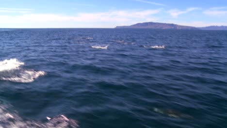 Eine-Gruppe-Von-Delfinen-Tummelt-Sich-Vor-Der-Küste-Von-Santa-Barbara,-Kalifornien,-Von-Einem-Boot-In-Der-Nähe-Aus-Gesehen-1