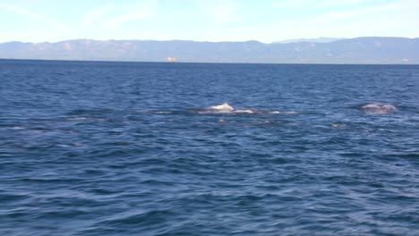 Eine-Gruppe-Von-Delfinen-Tummelt-Sich-Vor-Der-Küste-Von-Santa-Barbara,-Kalifornien,-Von-Einem-Boot-In-Der-Nähe-Aus-Gesehen-2