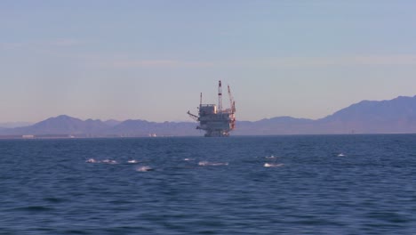 A-pod-of-dolphins-frolic-off-the-coast-of-Santa-Barbara-California-with-an-oil-platform-in-the-background