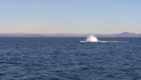 A-whale-breaches-and-makes-a-big-splash-off-the-coast-of-Santa-Barbara-California