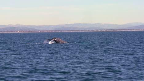 Ein-Wal-Bläst-Durch-Sein-Blasloch-Taucht-Und-Spritzt-Mit-Seinem-Schwanz-Vor-Der-Küste-Von-Santa-Barbara-Kalifornien