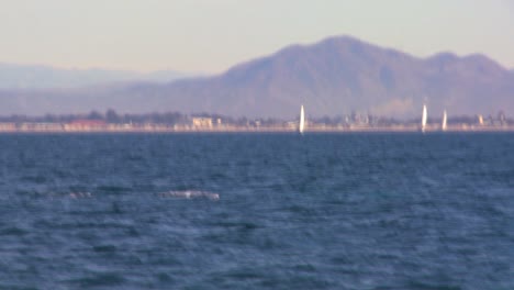 Die-Kamera-Zoomt-Heran,-Während-Ein-Wal-Vor-Der-Küste-Von-Santa-Barbara-Kalifornien-Taucht-Und-Mit-Seinem-Schwanz-Spritzt