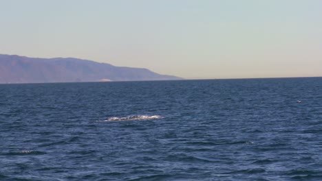 A-whale-dives-and-splashes-with-its-tail-off-the-coast-of-Santa-Barbara-California-1