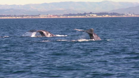 Zwei-Wale-Durchbrechen-Die-Oberfläche-Und-Platschen-Mit-Ihren-Schwänzen-Vor-Der-Küste-Von-Santa-Barbara,-Kalifornien