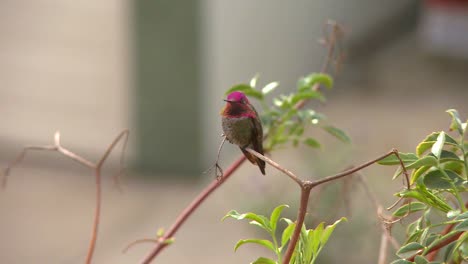 A-red-headed-hummingbird-sits-on-a-tree-branch