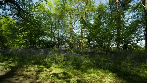 Bluebells-Forest-Raw-00