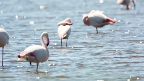 Carmargue-Flamingos-51
