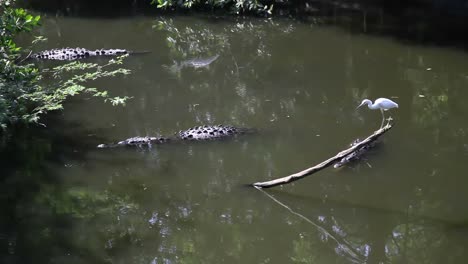 Crocodiles-00