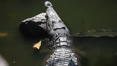 Crocodiles-04