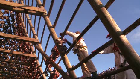 Fishermen-hang-fish-out-to-dry-on-pyramid-wooden-racks-in-the-Lofoten-Islands-Norway-1