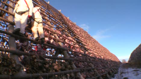 Fischer-Hängen-Fisch-Zum-Trocknen-Auf-Pyramidenholzgestellen-Auf-Den-Lofoten-Norwegen-2