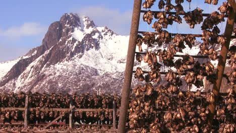 Fish-are-hung-out-to-dry-on-pyramid-wooden-racks-with-high-mountains-background-in-the-Lofoten-Islands-Norway