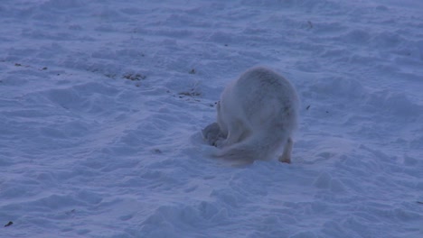 Ein-Polarfuchs-Rennt-über-Den-Schnee
