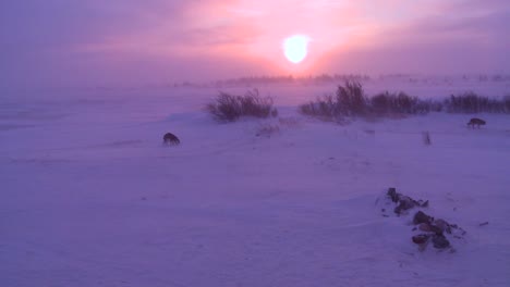 Husky-dogs-wander-in-the-Arctic-during-an-intense-blizzard