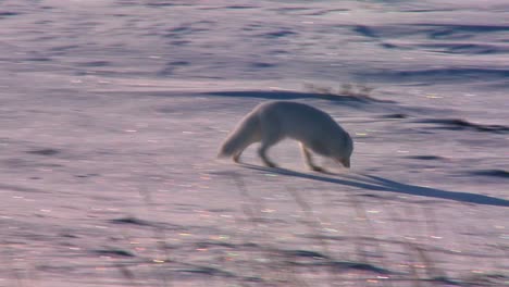 An-Arctic-fox-hunts-in-the-snow