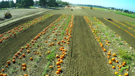 An-aerial-over-a-pumpkin-patch-with-a-farm-tractor-distant
