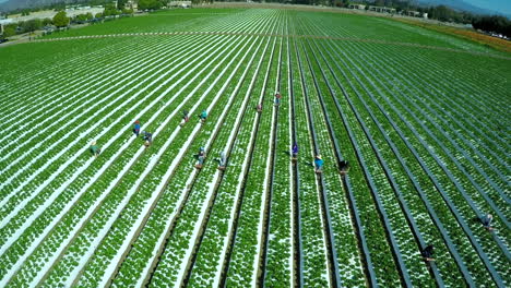 Vista-Aérea-shot-over-migrant-immigrant-farm-workers-working-in-the-strawberry-fields-of-California-3