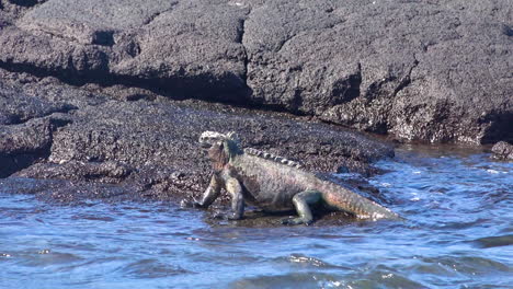 A-marine-iguana-walks-into-the-waves-on-the-volcanic-shores-of-the-Galapagos-Islands-Ecuador