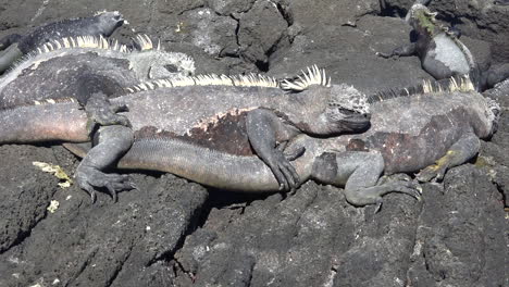 Marine-iguanas-bask-in-the-sun-on-the-volcanic-shores-of-the-Galapagos-Islands-Ecuador