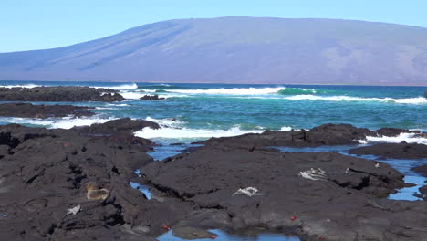 Meeresechsen-Sonnen-Sich-An-Den-Vulkanischen-Küsten-Der-Galapagos-inseln-Ecuador-1