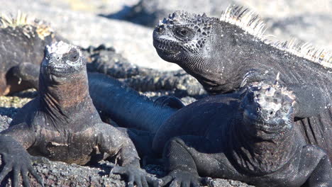 Marine-iguanas-bask-in-the-sun-on-the-volcanic-shores-of-the-Galapagos-Islands-Ecuador-2