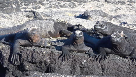 Meeresechsen-Sonnen-Sich-An-Den-Vulkanischen-Küsten-Der-Galapagos-inseln-Ecuador-3