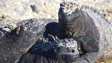 Marine-iguanas-bask-in-the-sun-on-the-volcanic-shores-of-the-Galapagos-Islands-Ecuador-4