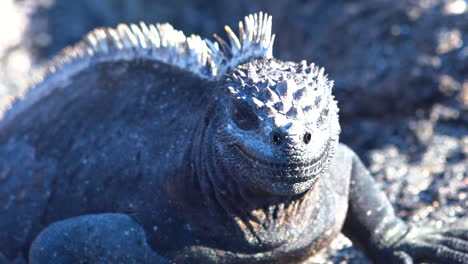 Meeresechsen-Sonnen-Sich-An-Den-Vulkanischen-Küsten-Der-Galapagos-inseln-Ecuador-5