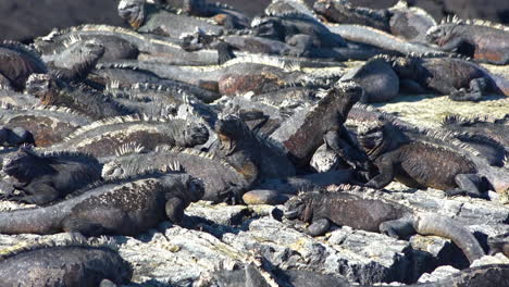Marine-iguanas-bask-in-the-sun-on-the-volcanic-shores-of-the-Galapagos-Islands-Ecuador-7