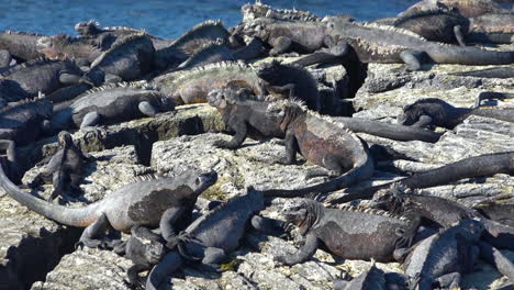 Marine-iguanas-bask-in-the-sun-on-the-volcanic-shores-of-the-Galapagos-Islands-Ecuador-8