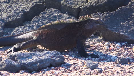 Marine-iguanas-walk-on-the-volcanic-shores-of-the-Galapagos-Islands-Ecuador-1