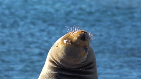 Ein-Junger-Seelöwe-Hautnah-An-Einem-Strand-Von-Galapagos-1