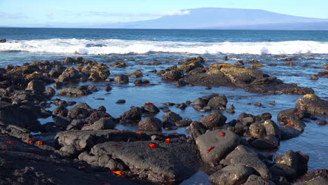 Wide-establishing-shot-of-the-Galapagos-Islands-with-bright-red-Sally-Lightfoot-crabs-on-rocks-nearby