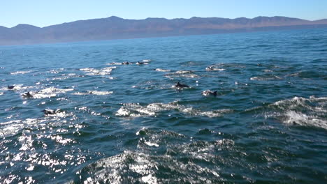 Miles-De-Delfines-Migran-En-Una-Manada-Masiva-A-Través-Del-Parque-Nacional-De-Las-Islas-Del-Canal-2