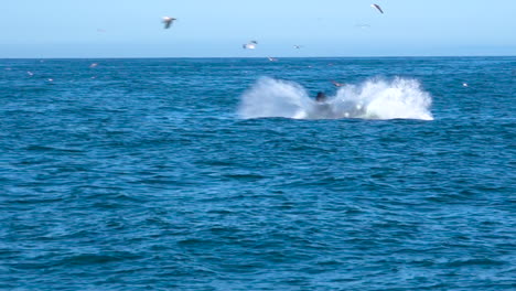 Riesiger-Orca-Killerwal,-Der-Im-Pazifischen-Ozean-In-Der-Nähe-Der-Kanalinseln-Santa-Barbara,-Kalifornien,-Verletzt