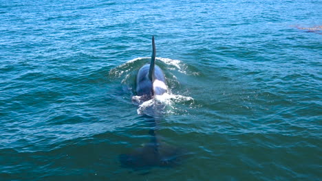 Enorme-Orca-Orca-Nadando-En-El-Océano-Pacífico,-Cerca-De-Las-Islas-Del-Canal-De-Santa-Bárbara,-California